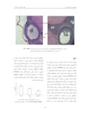 دانلود مقاله تأثیر تاموکسیفن بر توانایی تولید مثلی موشهای صحرایی ماده صفحه 4 