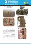 دانلود مقاله آشنایی با بیماری بلایت و سوختگی برگ درختان خرما صفحه 3 