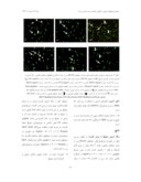 دانلود مقاله بررسی اثر مشتقات پکتینی در القای مرگ برنامه ریزی شده یا آپوپتوز در دودمان سلولی سرطان پروستات انسانی DU145 صفحه 5 