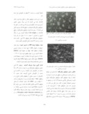 دانلود مقاله اثر داروی گیاهی آیمود برتولید نیتریک اکساید در سلولهای میکروگلیای ملتهب صفحه 3 