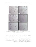 دانلود مقاله اثر پکتین تغییر یافته مرکبات ( MCP ) بر فرآیند رگزایی سلولهای HUVEC و دودمان سلولی سرطان پروستات انسانی DU145 صفحه 4 
