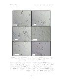 دانلود مقاله اثر پکتین تغییر یافته مرکبات ( MCP ) بر فرآیند رگزایی سلولهای HUVEC و دودمان سلولی سرطان پروستات انسانی DU145 صفحه 5 
