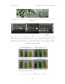 دانلود مقاله همسانه سازی و ارزیابی فعالیت پیشبر القایی Rd29A در گیاهان تراریخت توتون صفحه 5 