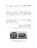 دانلود مقاله جداسازی ، شناسایی و ارزیابی تولید سیدروفور در باکتریهای سودوموناس و تأثیر آن بر رشد ذرت در محیط آبکشت صفحه 5 