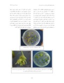 دانلود مقاله ریزازدیادی گیاه دارویی سرخارگل ( Echinacea purpurea L . ) با استفاده از قطعات کوتیلدون و هیپوکوتیل صفحه 3 