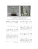 دانلود مقاله ریزازدیادی گیاه دارویی سرخارگل ( Echinacea purpurea L . ) با استفاده از قطعات کوتیلدون و هیپوکوتیل صفحه 4 