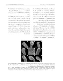 دانلود مقاله بررسی ریختشناسی کلاله و تاکسونومی عددی Pedicularis L . ( تیرة گلجالیزیان ) در ایران صفحه 5 