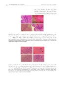 دانلود مقاله بررسی اثر سندروم کلستاز برتغییرات بافتی هستههای مجاور بطنی و فوق بصری هیپوتالاموس مغز موشهای صحرایی نر نژاد ویستار صفحه 4 