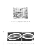 مقاله مطالعه مرفولوژیکی سطح دانه گرده ارقام و گونه های مختلف گلابی به کمک میکروسکوپ الکترونی و آنالیز تصویری صفحه 5 