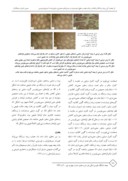 مقاله اثر عصاره آبی ریشه زرشک زرافشان بر بافت بیضه و سطح تستوسترون در موش های صحرایی دیابتی شده با استرپتوزوتوسین صفحه 5 