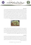 مقاله بررسی تنوع ژنتیکی خرفه بومی ایران با استفاده از صفات مورفولوژیکی صفحه 2 