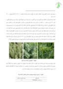 مقاله بررسی سمیت تنفسی اسانس استخراج شده از گیاه درمنه جارو Artemisia annuaبر آفت انباری شپشه گندم ( Sitophillus granaries ) صفحه 4 