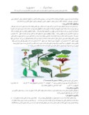 مقاله بررسی جوامع درخت پده و چگونگی سازگاری آن در مناطق گرمسیر و سردسیر صفحه 2 