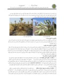 مقاله بررسی جوامع درخت پده و چگونگی سازگاری آن در مناطق گرمسیر و سردسیر صفحه 3 