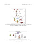 مقاله میکروRNA ها در بیماری مالتیپل اسکلروزیس صفحه 4 