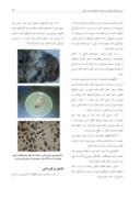 مقاله بررسی آلودگی قارچی عسل وگرده کندوهای استان اردبیل صفحه 5 