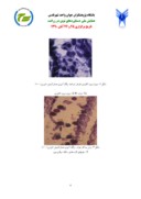 مقاله اثرات تنش شوری در شروع گلدهی بر تکوین گامتوفیت نر در کلزا ( . Brassica napus L ) صفحه 4 