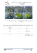 مقاله کالوسزایی و باززایی درونشیشهای گیاه همیشه بهار ( . Calendula officinalis L ) صفحه 3 
