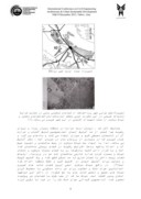 مقاله حیاط مرکزی عنصری پایدار در معماری خانه های سنتی شهر یزد با بررسی دو نمونه ازخانه ها صفحه 4 