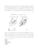 مقاله تحلیلی بر برنامه ریزی در شهرهای اسلامی ( مطالعه موردی : منطقه قاهره ) صفحه 5 