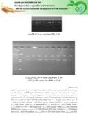 مقاله بررسی چند شکلی ژن میوستاتین ( MSTN ) در اسب های ترکمن ایران صفحه 4 