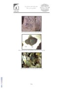 مقاله مطالعه استعداد معدنی گرانیت های نوع S در رابطه با کانی زایی قلع - تنگستن در جنوب همدان صفحه 4 