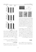 مقاله تأثیر کمیت های تحریک الکتریکی با فرکانس پایین بر تشنج های ناشی از کیندلینگ قشر پیریفورم صفحه 5 