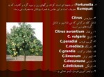 دانلود پاورپوینت میوه های گرمسیری ونیمه گرمسیری صفحه 5 