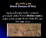 دانلود پاورپوینت بیماری بلاست برنج صفحه 4 