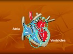 دانلود پاورپوینت فیزیولوژی قلب و دستگاه گردش خون صفحه 11 