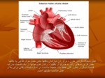 دانلود پاورپوینت فیزیولوژی قلب و دستگاه گردش خون صفحه 6 