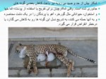 دانلود فایل پاورپوینت جغرافیا , محیط زیست و حیاط وحش ایران صفحه 7 
