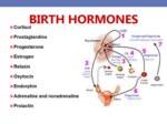 دانلود فایل پاورپوینت Neuroendocrinology In labor and birth صفحه 5 