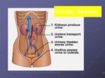 دانلود فایل پاورپوینت مروری مختصربر Anatomy va physiology کلیه و مجاری ادراری صفحه 5 