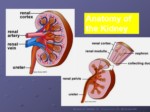 دانلود فایل پاورپوینت مروری مختصربر Anatomy va physiology کلیه و مجاری ادراری صفحه 6 
