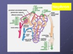 دانلود فایل پاورپوینت مروری مختصربر Anatomy va physiology کلیه و مجاری ادراری صفحه 7 