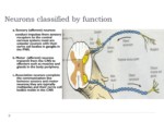 دانلود فایل پاورپوینت فیزیولوژی سیستم عصبی صفحه 14 