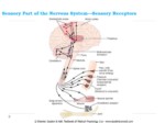 دانلود فایل پاورپوینت فیزیولوژی سیستم عصبی صفحه 4 