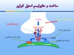 دانلود فایل پاورپوینت فارماکولوژی داروهای موثر بر سیستم اوتونوم صفحه 12 