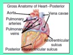 دانلود فایل پاورپوینت سیستم قلبی عر وقی صفحه 10 