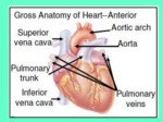 دانلود فایل پاورپوینت سیستم قلبی عر وقی صفحه 12 