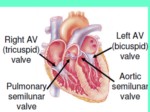 دانلود فایل پاورپوینت سیستم قلبی عر وقی صفحه 13 
