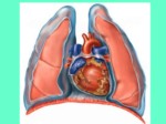 دانلود فایل پاورپوینت سیستم قلبی عر وقی صفحه 3 
