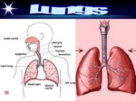 دانلود فایل پاورپوینت سیستم تنفس فوقانی صفحه 12 