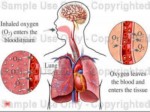 دانلود فایل پاورپوینت سیستم تنفس فوقانی صفحه 4 