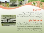 دانلود فایل پاورپوینت تثبیت بیولوژیکی نیتروژن در مزارع برنج صفحه 10 