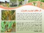 دانلود فایل پاورپوینت تثبیت بیولوژیکی نیتروژن در مزارع برنج صفحه 15 