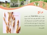 دانلود فایل پاورپوینت تثبیت بیولوژیکی نیتروژن در مزارع برنج صفحه 3 