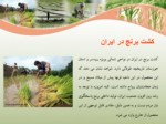 دانلود فایل پاورپوینت تثبیت بیولوژیکی نیتروژن در مزارع برنج صفحه 6 