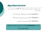 دانلود فایل پاورپوینت Agroinoculation صفحه 4 